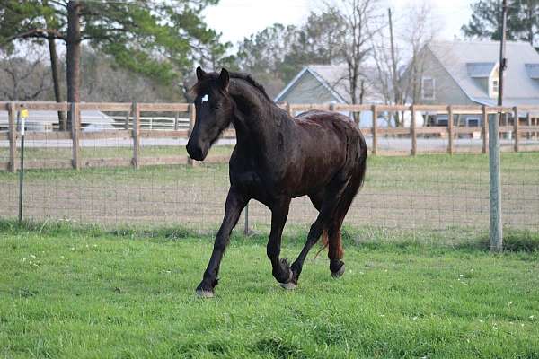 black-white-star-horse