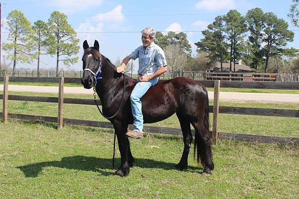 available-friesian-horse