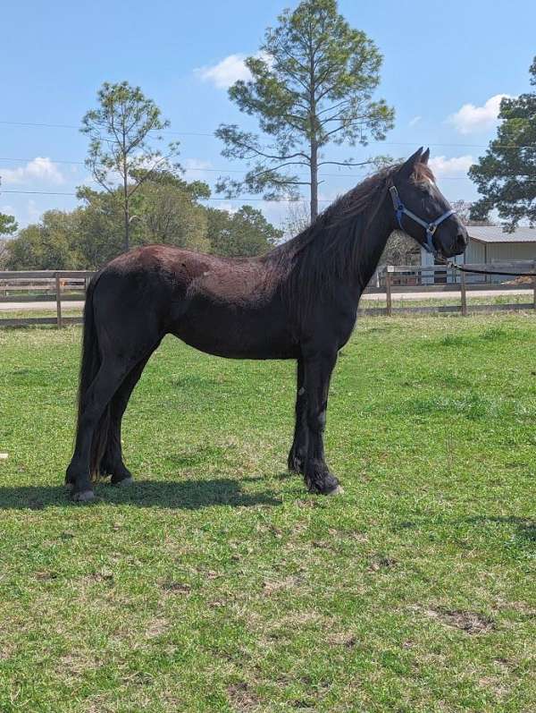 bareback-friesian-horse