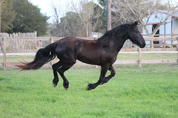 barefoot-friesian-horse