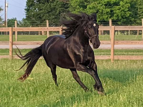 baroque-friesian-horse