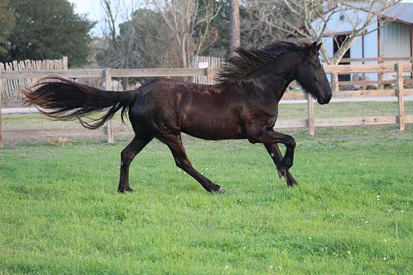 baths-friesian-horse