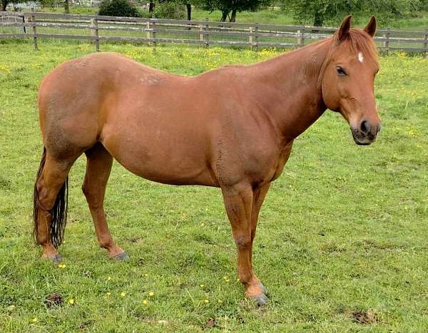 chestnut-triple-registered-horse