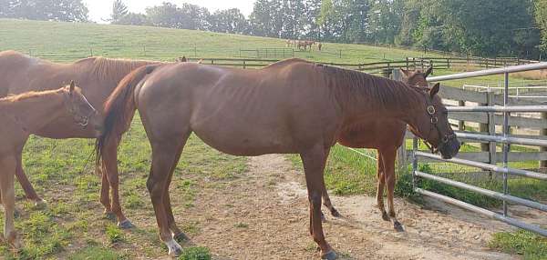 chick-thoroughbred-horse