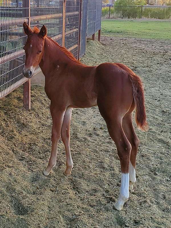 quarter-horse-filly