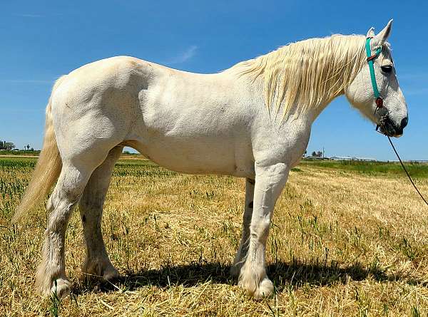 easy-going-percheron-horse