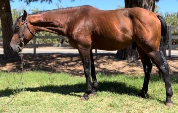 grey-therapy-horse