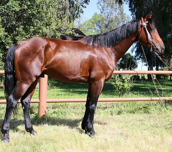 easy-going-percheron-horse