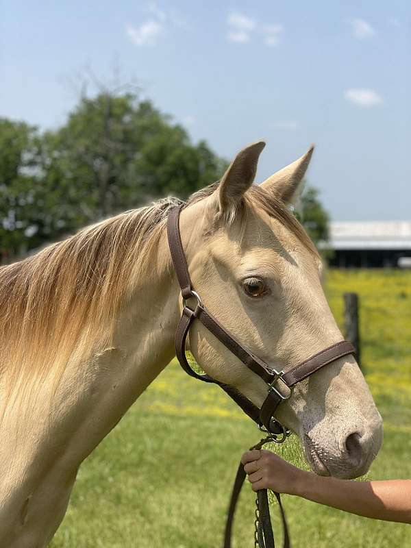 experienced-rocky-mountain-horse