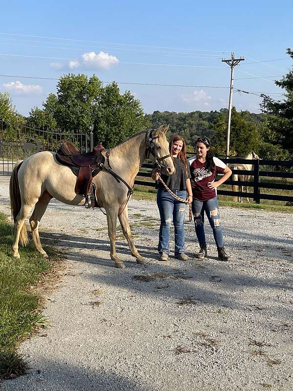 easy-to-ride-rocky-mountain-horse