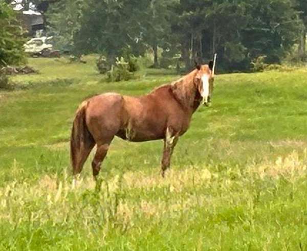 husband-safe-quarter-horse