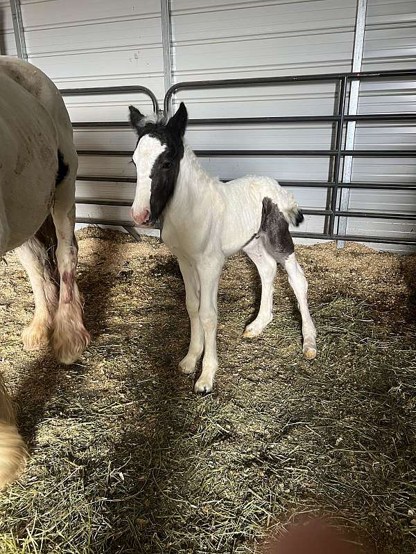 tobiano-lots-of-white-horse