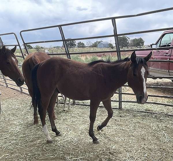 kings-pistol-quarter-horse