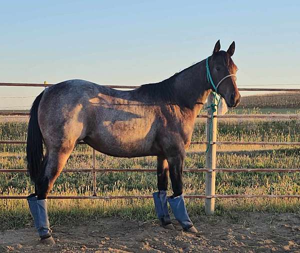 bay-roan-quarter-horse