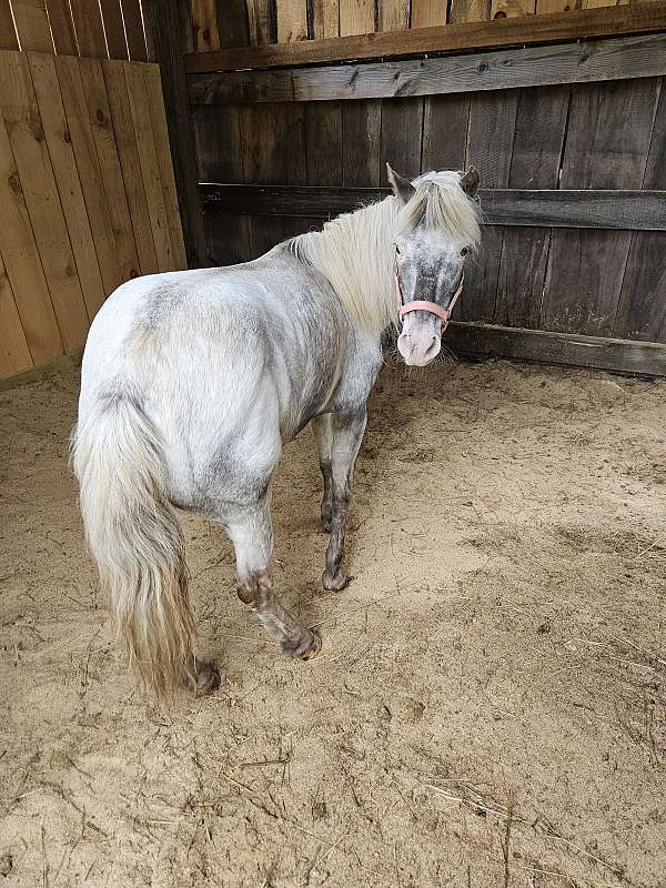 pet-shetland-pony