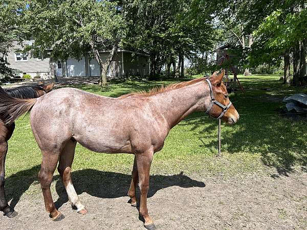 red-roan-roan-aqha-gelding-yearling