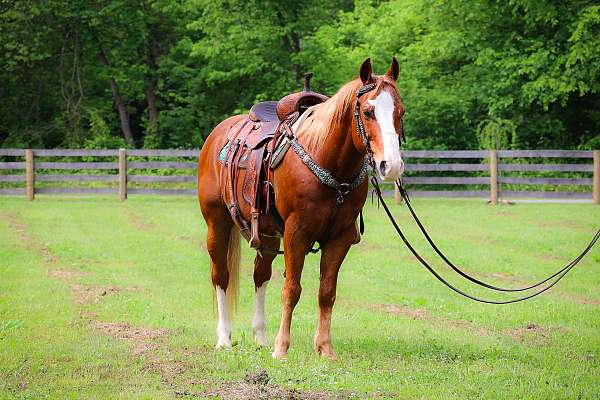 all-around-paint-horse