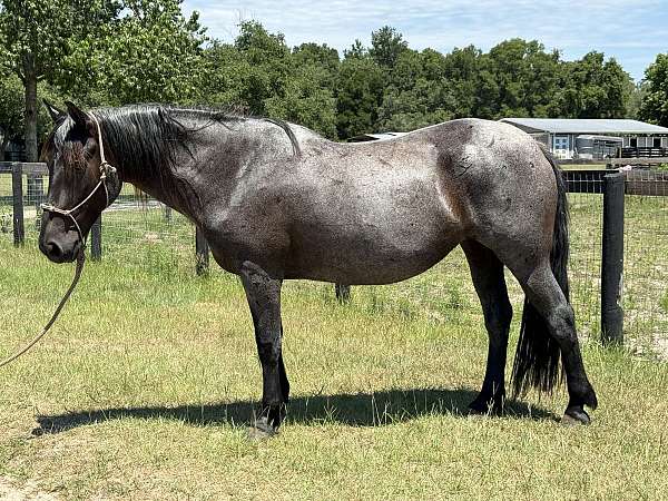 blue-roan-roan-blm-horse