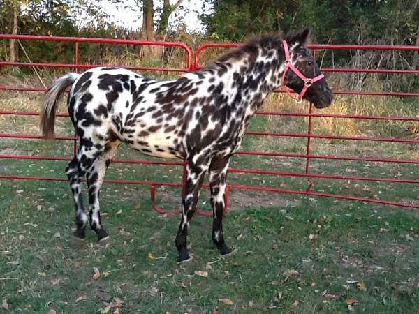 great-broodmare-appaloosa-horse