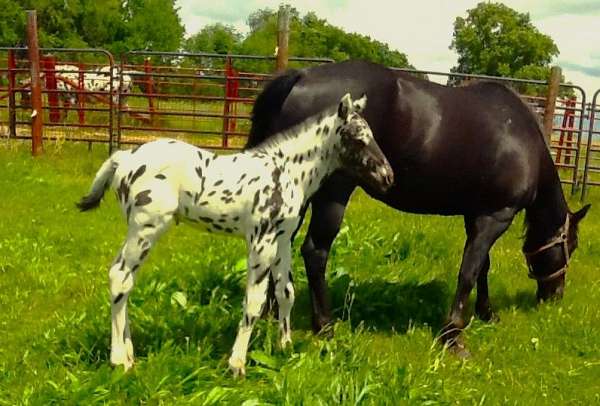 future-stallion-appaloosa-horse