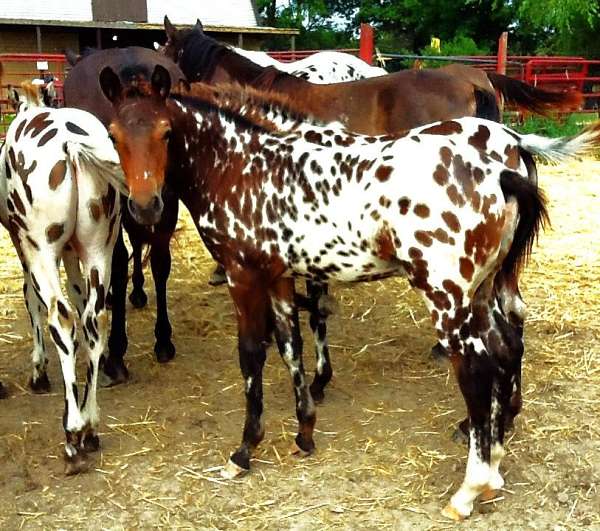 black-bay-spots-horse