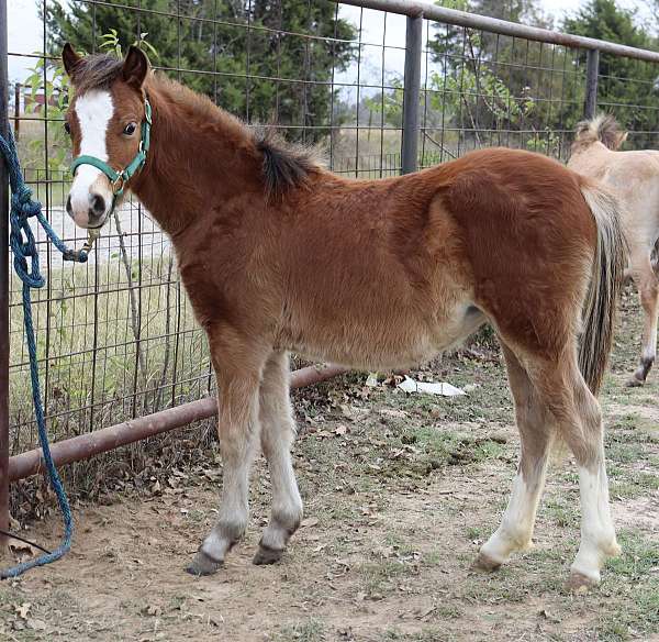 bay-buckskin-hackney-filly