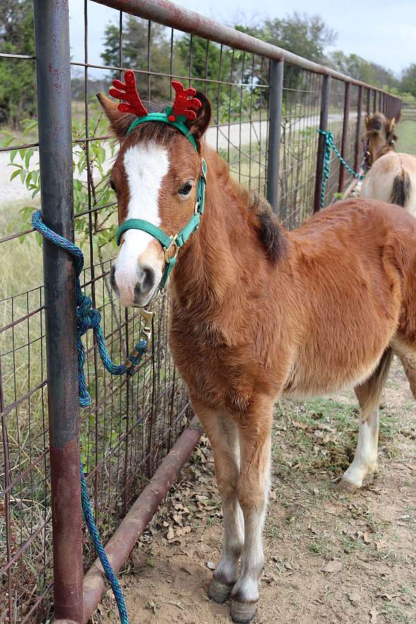 current-coggins-welsh-pony