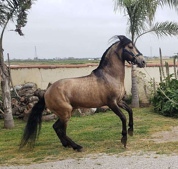 stallion-andalusian-horse