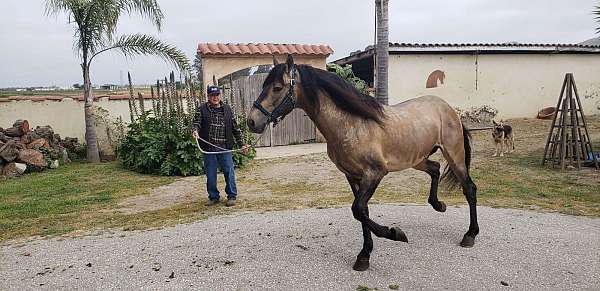 breeding-andalusian-horse