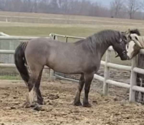 blaze-hind-stocking-sock-horse