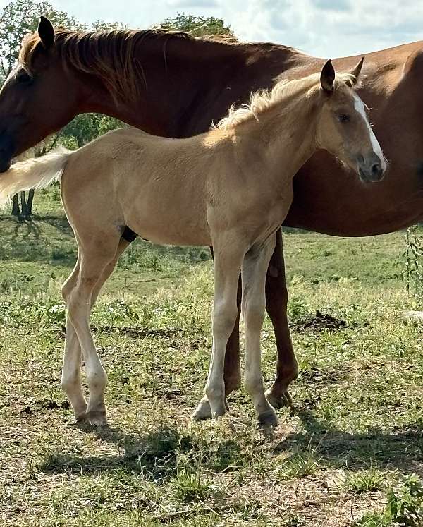 breeding-kentucky-mountain-horse