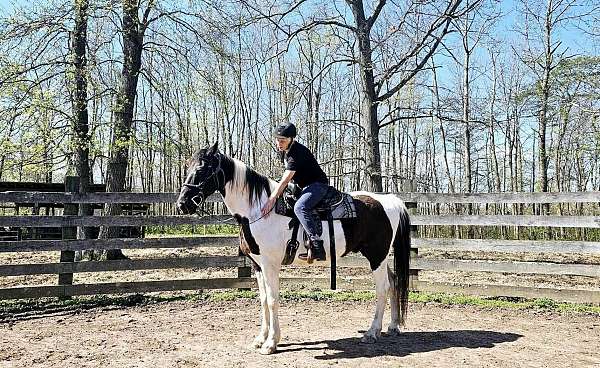 spotted-saddle-horse-gelding-va-black-white-tobiano