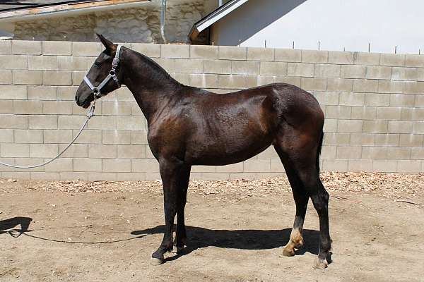 dappled-fei-andalusian-horse