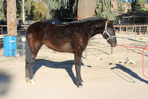 dappled-fei-andalusian-horse