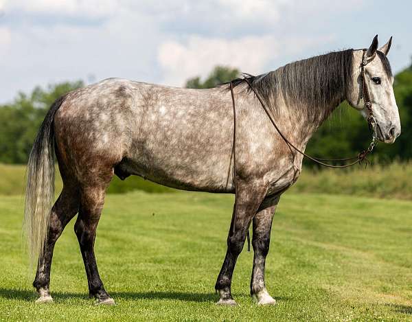grey-white-quarter-horse
