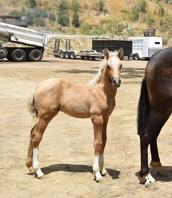 palomino-andalusian-horse