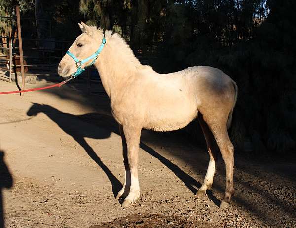 palomino-andalusian-horse