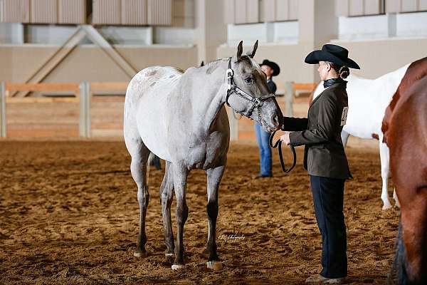 appaloosa-gelding