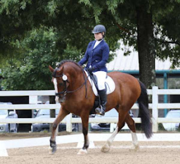 clydesdale-gelding