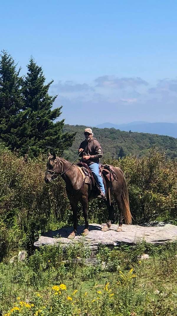 blue-roan-roan-rocky-mountain-mare