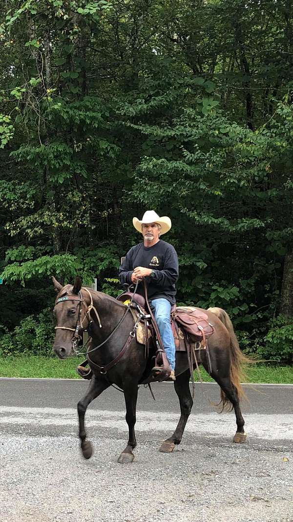 blue-roan-roan-rocky-mountain-horse