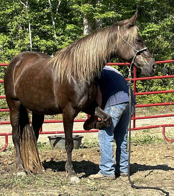 blue-roan-rocky-mountain-mare