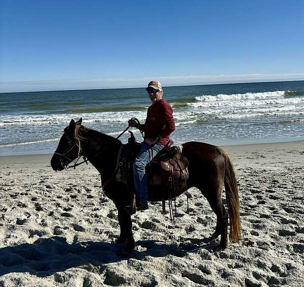 blue-roan-rmha-horse