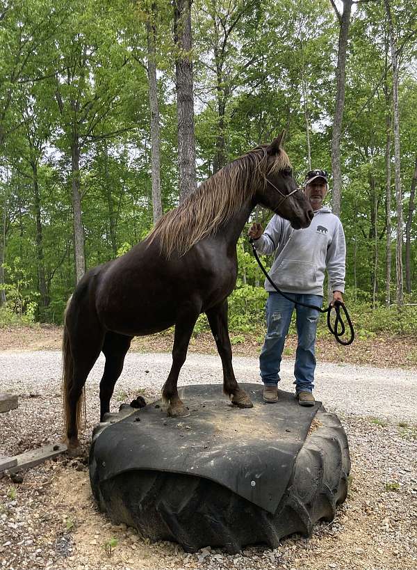 blue-roan-mare-for-sale