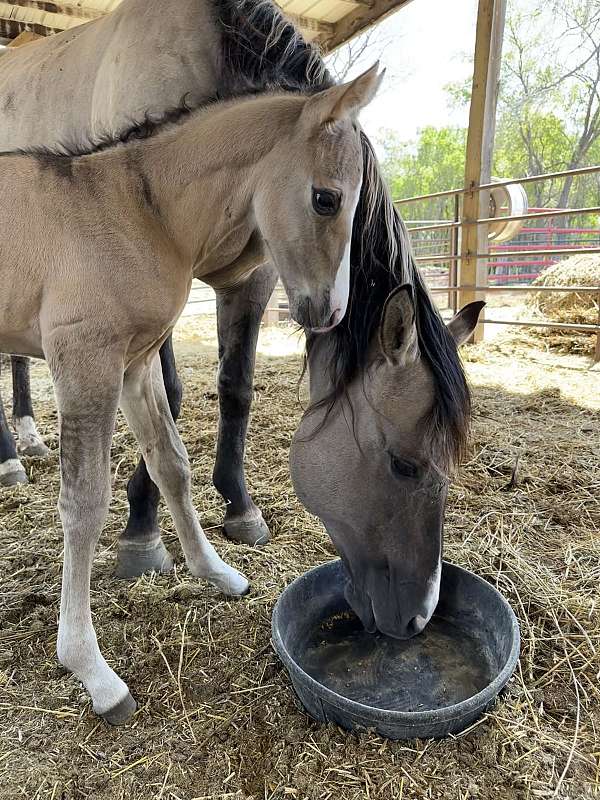 black-dun-aqha-colt