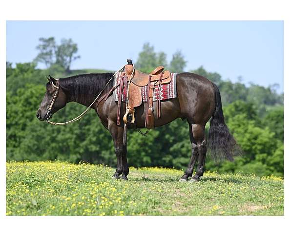 brown-working-equitation-horse