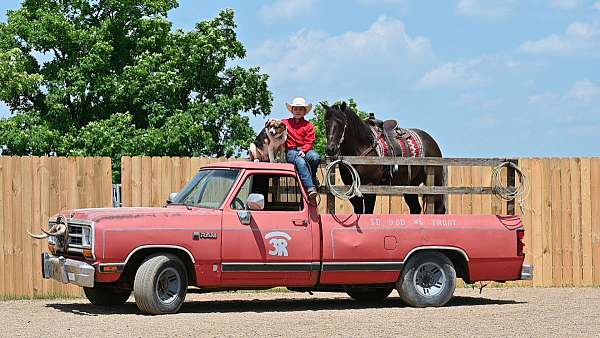 beginner-quarter-horse