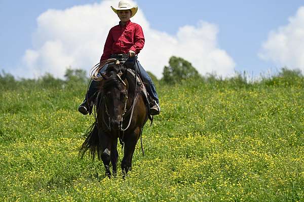 english-pleasure-quarter-horse