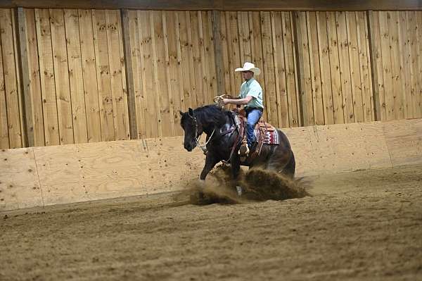 husband-safe-quarter-horse