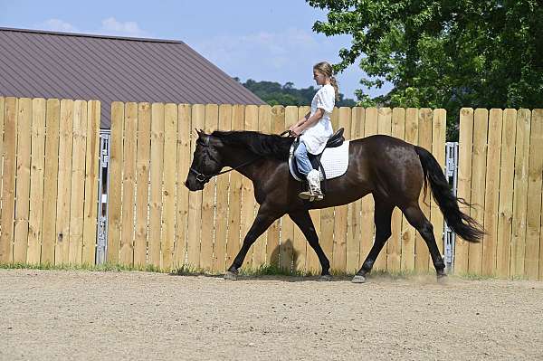 parade-quarter-horse